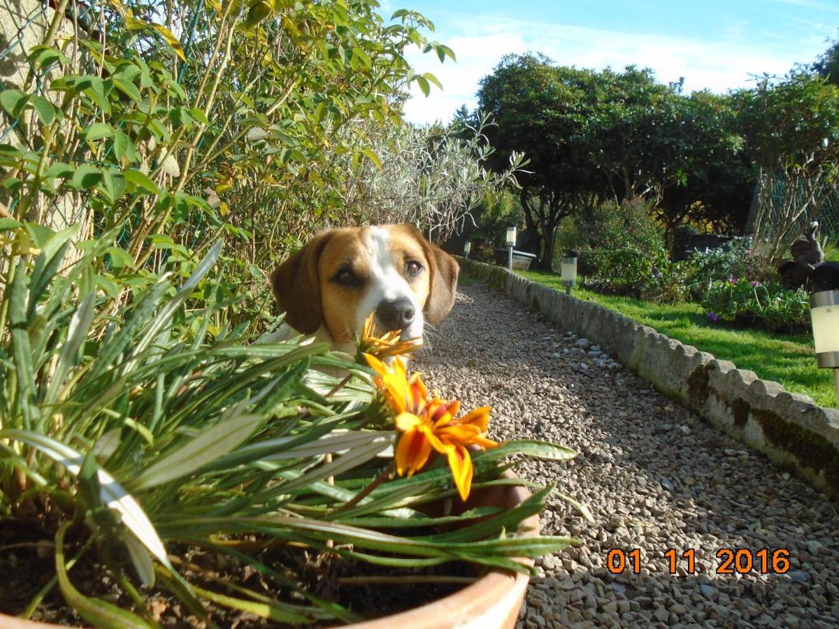 La Mare Aux Fees Bed & Breakfast Huelgoat Bagian luar foto