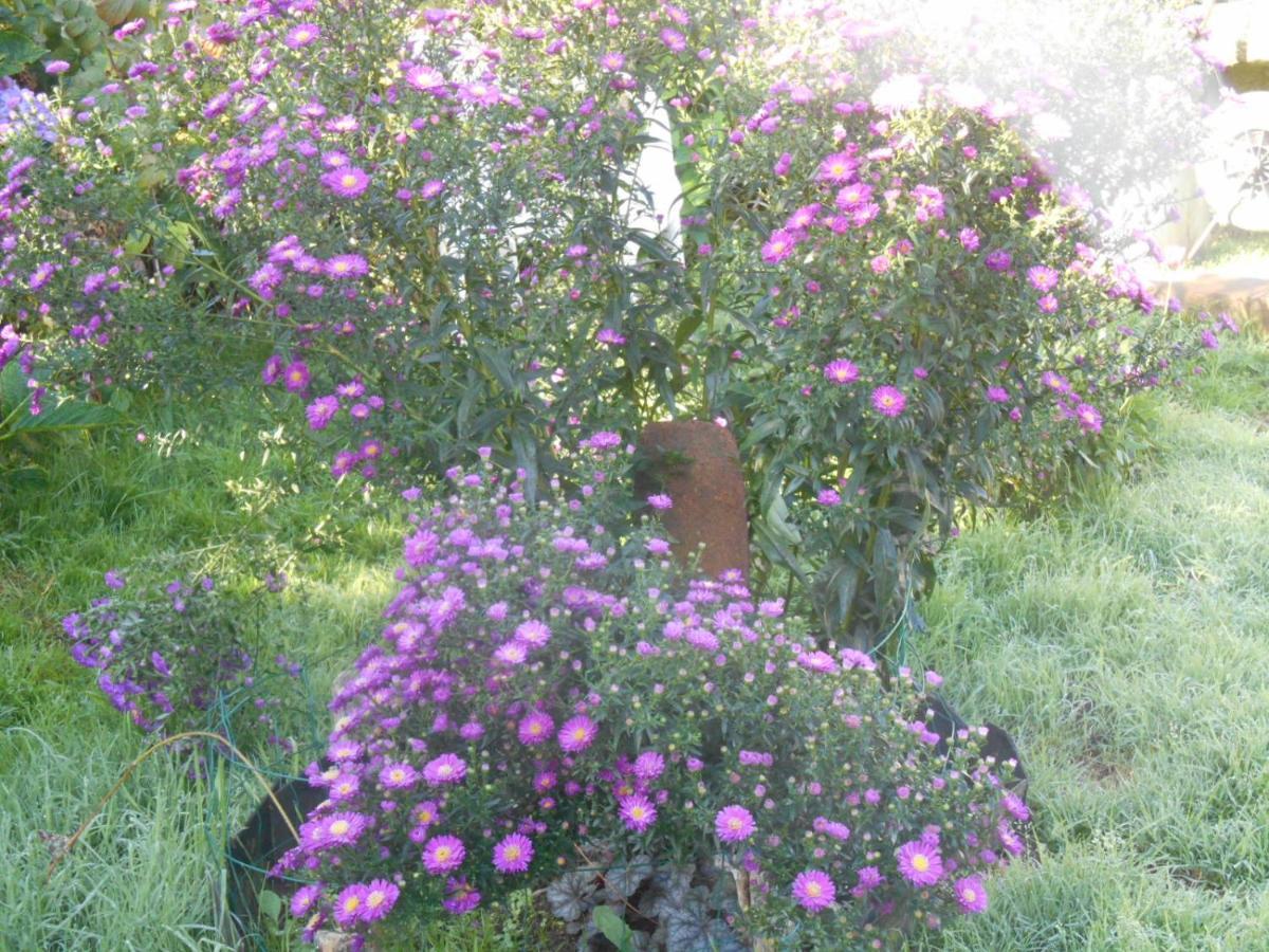 La Mare Aux Fees Bed & Breakfast Huelgoat Bagian luar foto